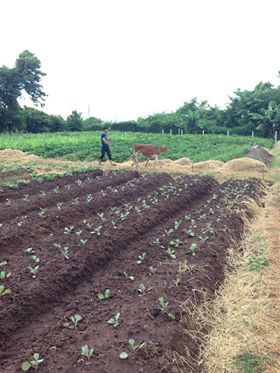 nông trại rau sạch, rau hữu cơ không hóa chất, thực phẩm an toàn không biến đổi gen, rau cười việt nhật, ăn sạch sống khỏe