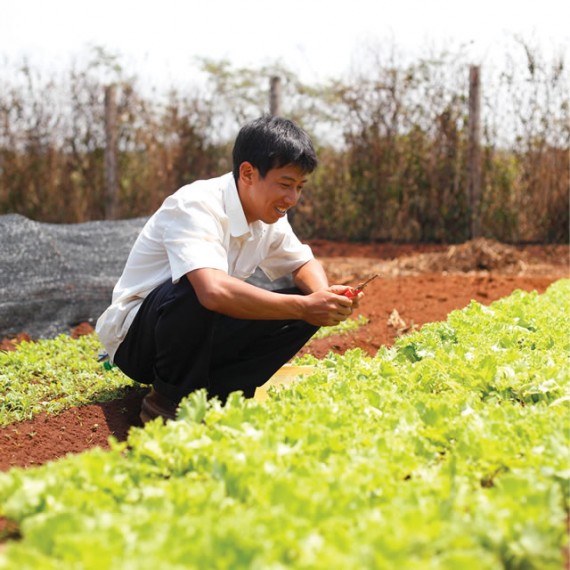 nông trại rau sạch, rau hữu cơ không hóa chất, thực phẩm an toàn không biến đổi gen, rau cười việt nhật, ăn sạch sống khỏe