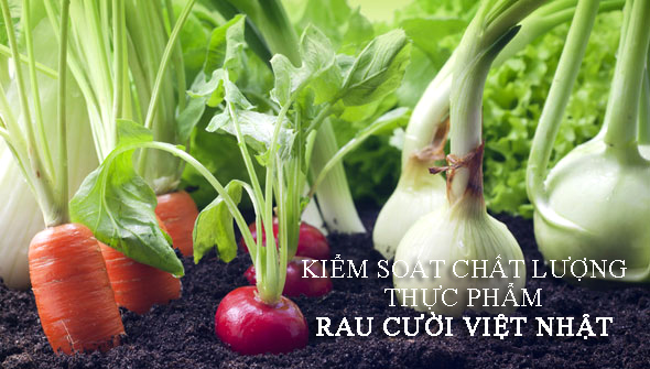 cửa hàng rau củ hữu cơ không hóa chất