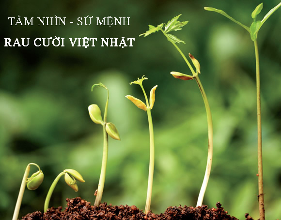 cửa hàng rau củ hữu cơ sạch không hóa chất, tiêu chuẩn Nhật Bản